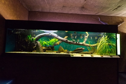 Obrázek k článku Freshwater Aquariums